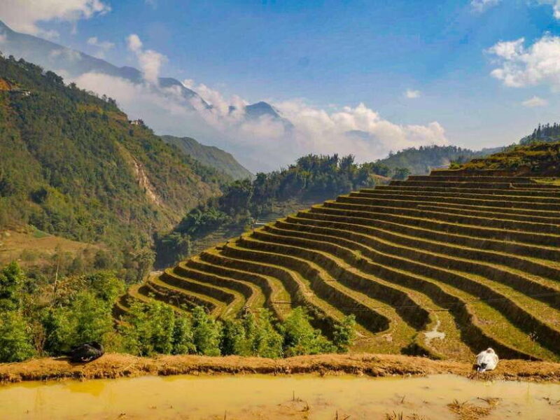 Trekking Sapa 1 Day With Local Guide, Terraced Rice Fields - What Makes This Tour Stand Out