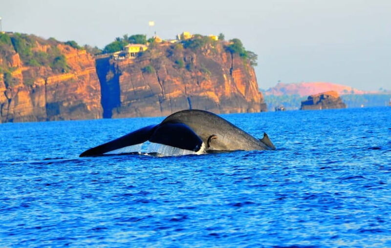 Trincomalee: Dolphin & Whale Watching Boat Tour - The Practical Details and What You Should Know