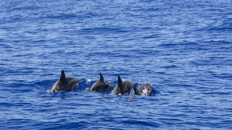 Trincomalee: Luxury Sailing Boat Dolphin and Whale Watching - Trincomalee: Luxury Sailing Boat Dolphin and Whale Watching – An In-Depth Review