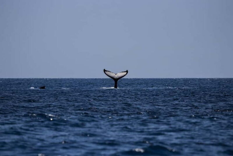 Trincomalee: Luxury Sailing Boat Dolphin and Whale Watching - Key Points