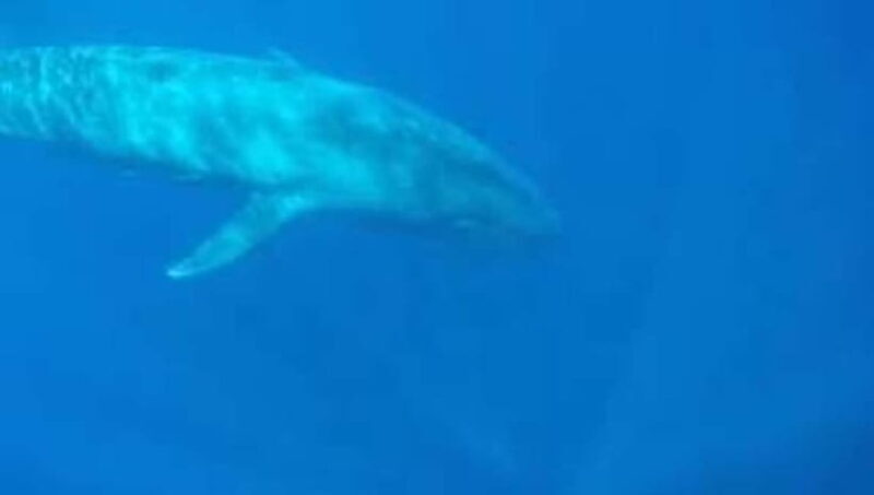 Trincomalee: Snorkeling Adventure with Whales - Key Points