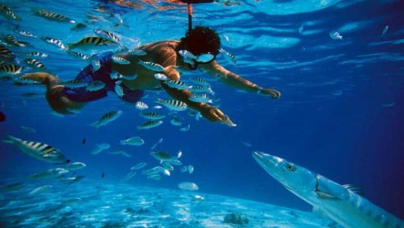 Trincomalee: Snorkeling Adventure with Whales - Summary and Who Will Love This Experience
