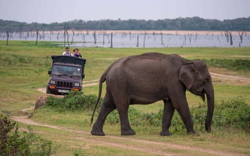 Trincomalee to Sigiriya:Rural Village Tour & Elephant Safari - Trincomalee to Sigiriya: Rural Village Tour & Elephant Safari — An Honest Look