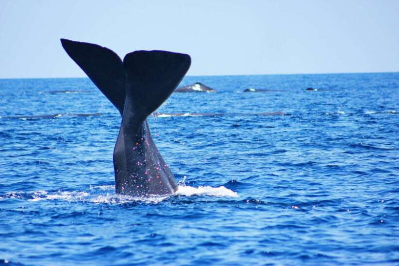 Trincomalee: Whale & Dolphin Safari Tour with Expert Guides - Detailed Review of the Whale & Dolphin Safari in Trincomalee