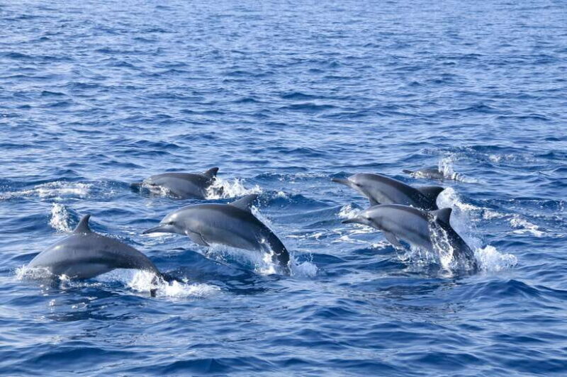 Trincomalee: Whale & Dolphin Safari Tour with Expert Guides - Frequently Asked Questions (FAQs)