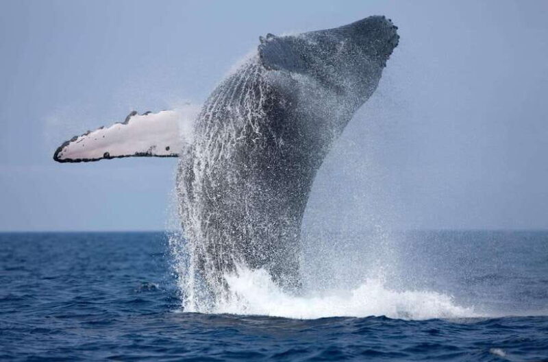 Trincomalee : Whale & dolphin watching +pigeon island tour - An Honest Look at the Whale & Dolphin Watching Tour