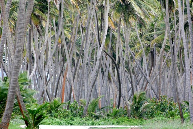 Trinidad Island Circle Tour with Pickup - What You Can Expect on the Tour