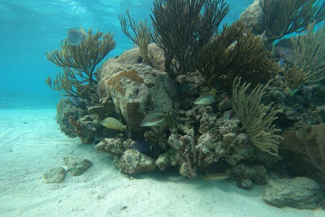 Trip to Mayan Ruins and Caribbean Village with Snorkeling - Snorkeling in the Mesoamerican Reef