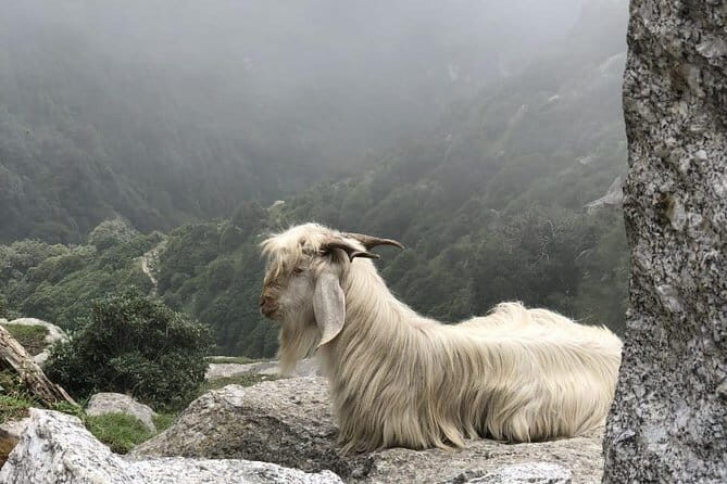 Triund Trek - How the Tour Starts: From Dharamsala to Mcleod Ganj