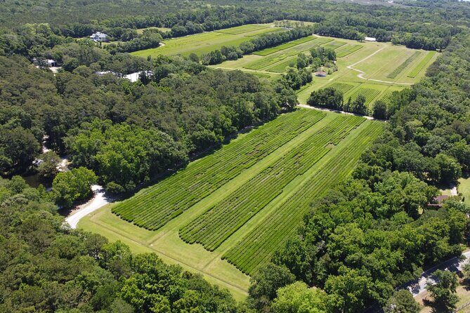 Trolley Tour in Wadmalaw Island of South Carolina - Discover the Charm of Wadmalaw Island with a Trolley Tour of the Charleston Tea Garden