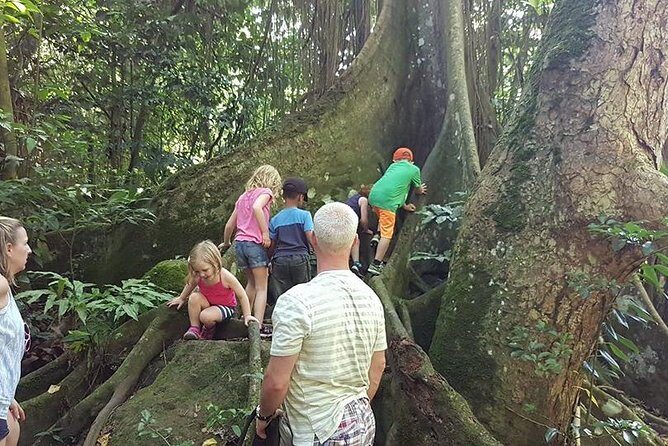 Tropical Rain Forest Explorer Hike In St. Kitts - FAQs