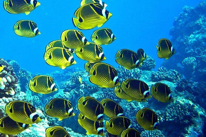 Tropical Reef & Wildlife Boat Snorkel Adventure - Key Points
