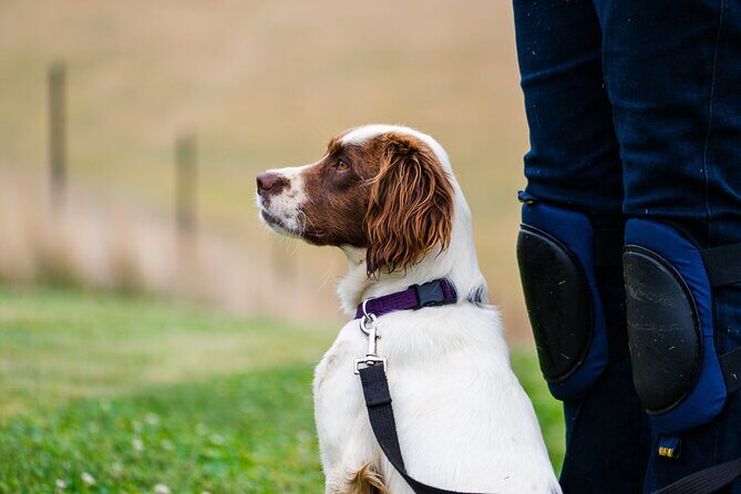 Truffle Hunt and Taste Experience in Oberon, NSW Australia - The Sum Up