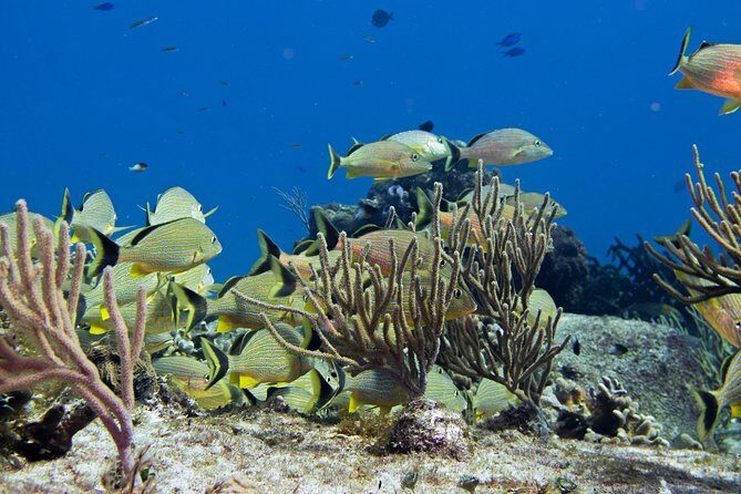 Try dive in Cozumel island - Detailed Review of the Cozumel Dive Tour