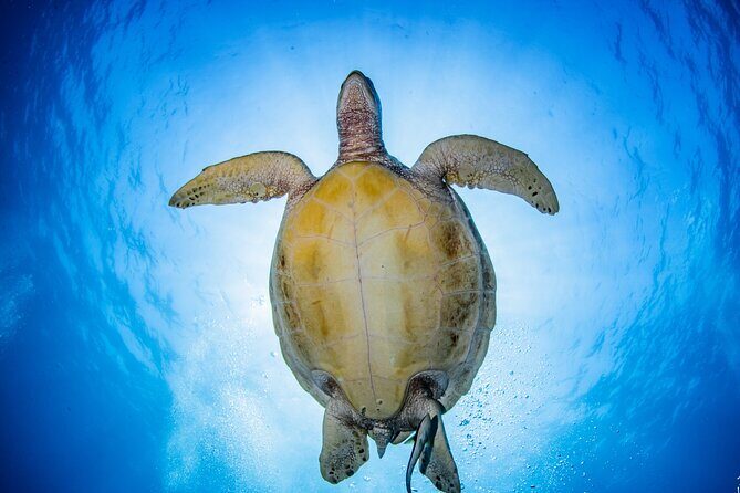 Try Dive Program in the Biorock Pemuteran - Frequently Asked Questions