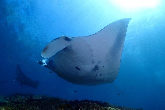 Try Diving in Manta Point - Nusa Penida - A Thorough Look at the Tour Experience
