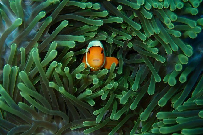 Try Diving in Nusa Lembongan - Penida. For beginners (with 2 ocean dives) - The Itinerary Breakdown