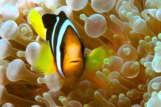 Try Scuba Diving - The Value Proposition