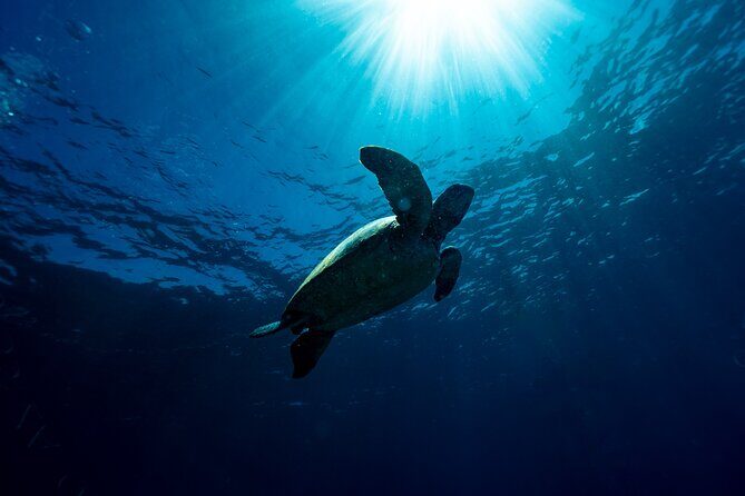 Try Scuba Diving at Cook Island Guided Ocean Dive with Turtles - The Practical Side: What You Should Know