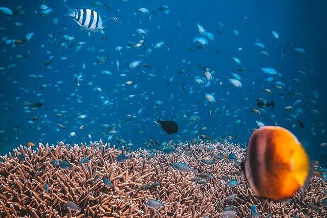 Try Scuba Diving - The Open Water Dive