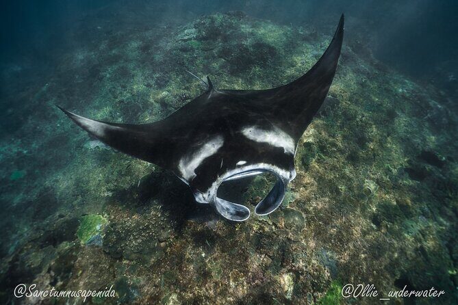 Try Scuba Diving for Beginners with manta rays (Non - Certified) - Who Would Enjoy This Tour?