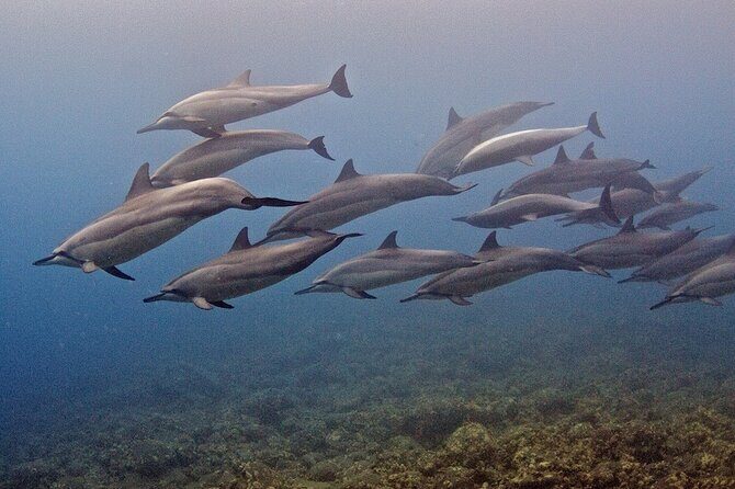 Try Scuba Diving in Kauai From a Boat for Non-Certified Divers - FAQs