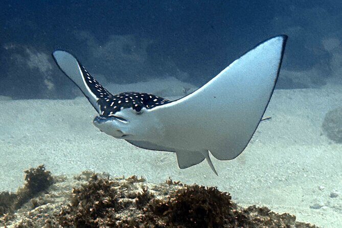 Try Scuba Diving in Kauai From a Boat for Non-Certified Divers - Final Thoughts