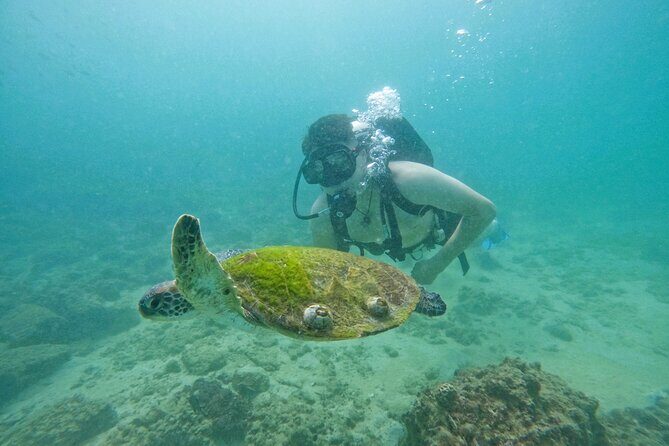 Try Scuba Diving & snorkeling with BBQ lunch in Fujairah - Price, Value, & Practical Considerations