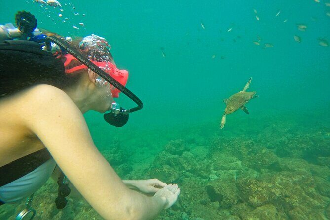Try Scuba Diving & snorkeling with BBQ lunch & Transfer - The Sum Up: Is It Worth It?
