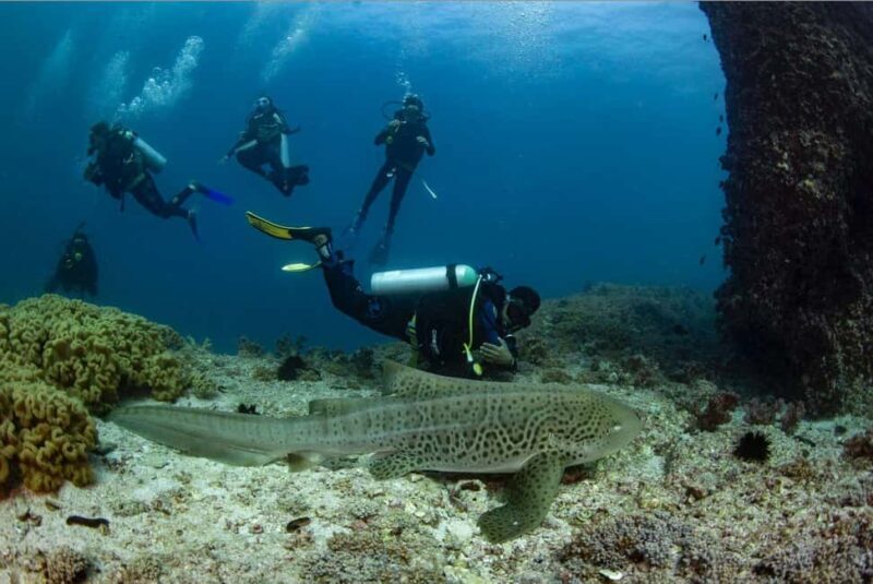 Try scuba Diving Tours To Daymaniyat Islands. - The Sum Up: Is It Worth It?