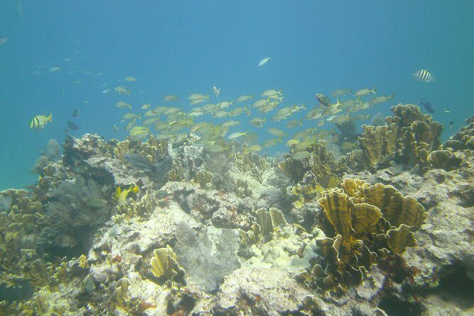 Try Scuba Diving with Professional Scuba Instructor - An Easy Start with Classroom Briefing
