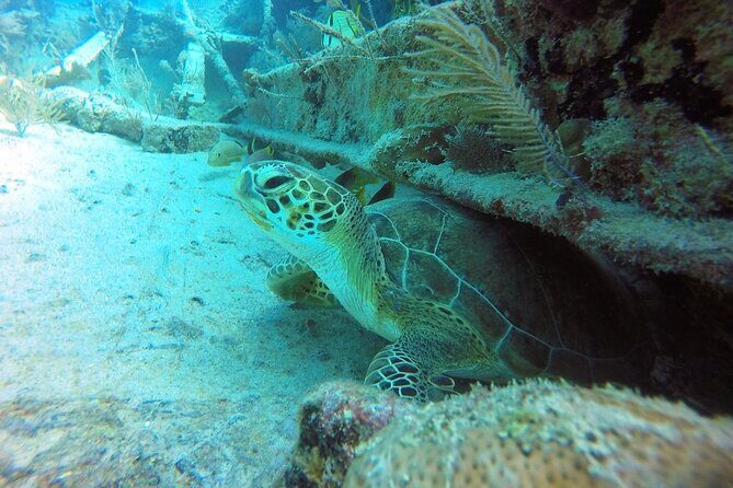 Try Scuba Diving with Professional Scuba Instructor - Costs and Value