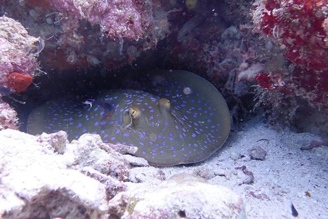 TRY SCUBA (non diver) - An In-Depth Look at the Experience
