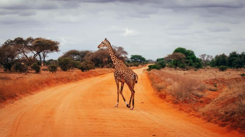 Tsavo East: 2 days of safari + visit to an orphanage - Pricing and Value