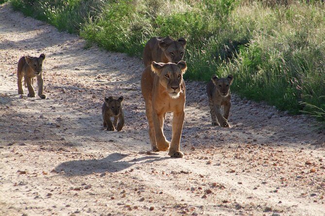 Tsavo East Amboseli and Tsavo West Safari 4 Days starting Malindi - An In-Depth Look at the 4-Day Safari Experience