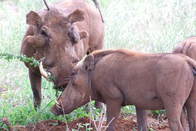 Tsavo East Amboseli and Tsavo West Safari 4 Days starting Malindi - Why This Tour Offers Good Value