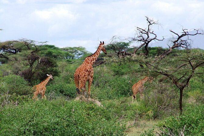 Tsavo East Amboseli and Tsavo West Safari 4 Days starting Malindi - Final Thoughts