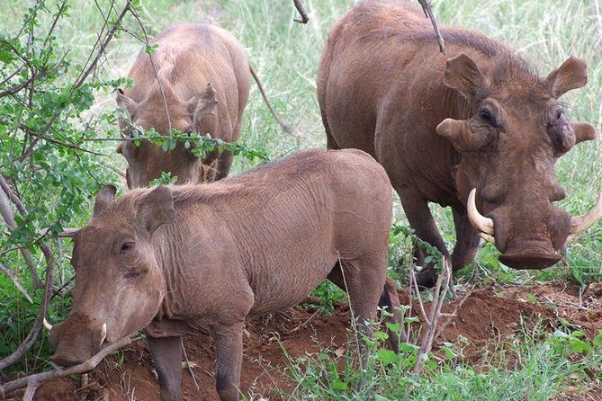 Tsavo East and Ngutuni Sanctuary Safari 3 days from Mombasa - Key Points