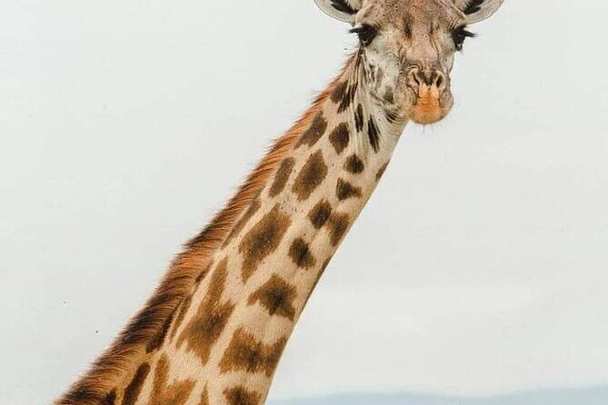 Tsavo East and Ngutuni Sanctuary Safari 3 days from Mombasa - Final Words