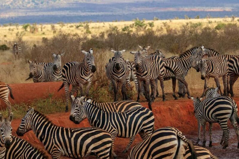 Tsavo East Day Tour From Mombasa/Diani - Introduction to the Tour