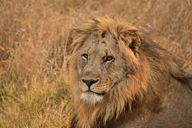 Tsavo East Day Tour From Mombasa/Diani - Authenticity and Practical Tips
