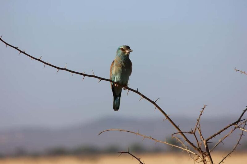 Tsavo East Day Tour From Mombasa/Diani - Final Thoughts: Is This Tour Right for You?