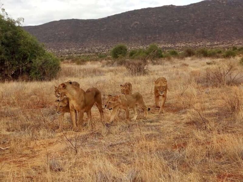 Tsavo East National Park : 2 Day Tour From Mombasa - An In-Depth Look at the Tsavo East Safari Experience