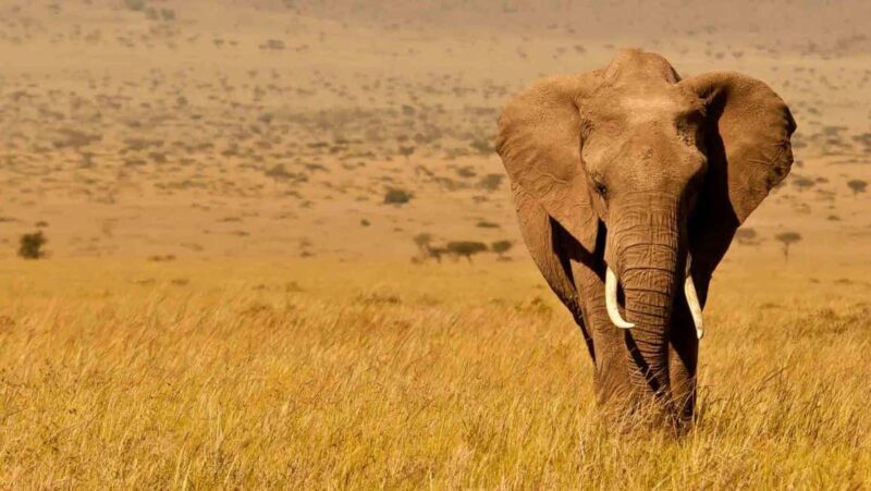 Tsavo East National Park : 2 Day Tour From Mombasa - Who Should Consider This Tour?