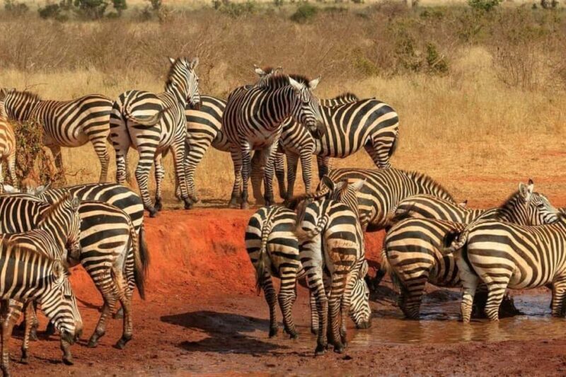 Tsavo East National Park : 2 Day Tour From Mombasa - FAQ