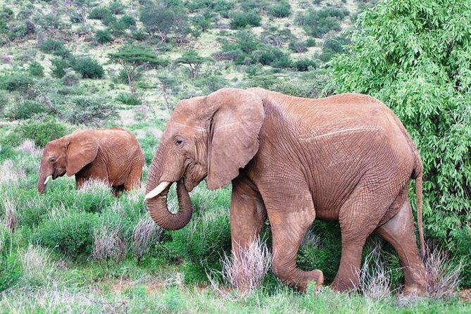 Tsavo East National Park 2 days Voi Safari Lodge from Mombasa. - An Introduction to the Tsavo East Safari Experience