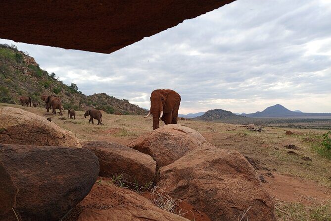Tsavo East National Park 2 days Voi Safari Lodge from Mombasa. - The Experience of Staying at Voi Safari Lodge