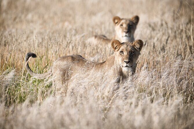 Tsavo East National Park 2 days Voi Safari Lodge from Mombasa. - Who Should Consider This Safari?