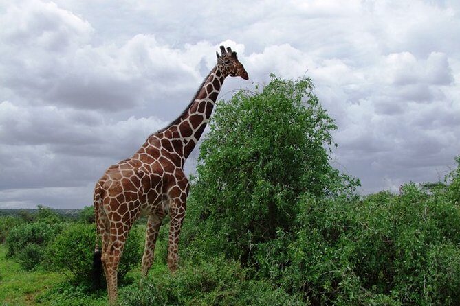 Tsavo East National Park 2 days Voi Safari Lodge from Mombasa. - The Sum Up: Is This Safari Right for You?