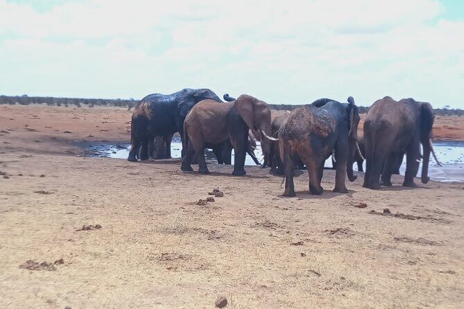 Tsavo East National Park 2 days Voi Safari Lodge from Mombasa. - Frequently Asked Questions